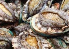 死鲍鱼还能吃吗 死鲍鱼还能吃吗