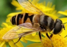 蜜蜂养殖技术之秋季防止农药中毒