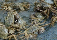 大闸蟹聚缩虫病的防治