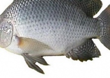 富宁福寿鱼产量占全省总量22%