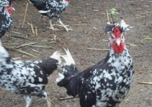 火鸡白痢病的防治