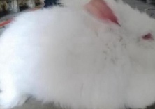 长毛兔养殖的秋季饲养管理
