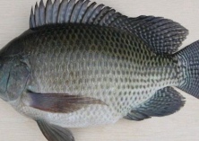 海南省福寿鱼流行性疾病的养殖预防管理措施与治疗方案