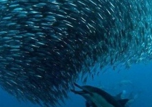 葡萄牙实施沙丁鱼禁渔期