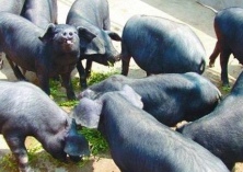 降低养黑猪成本综合措施