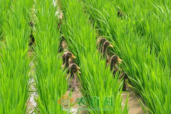 养殖 蛙鸭鱼蜂稻 零农药种水稻