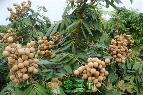 龙眼种植之嫁接技术