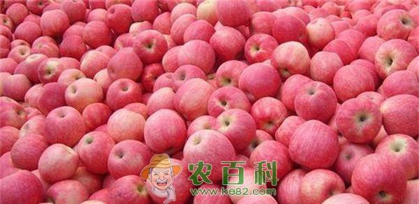 礼县苹果价格逐渐上升