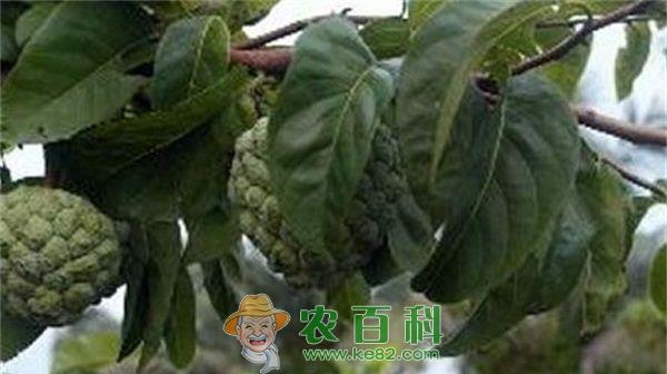 释迦 海南释迦的特征与特性