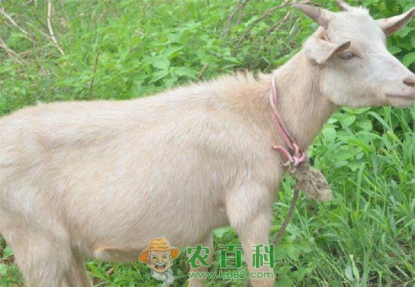 山羊 奶山羊养殖中需要注意的事项