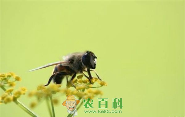 蜂 蜂养殖业起步