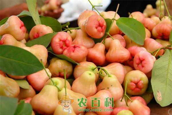 良种莲雾成北大镇农民致富宝
