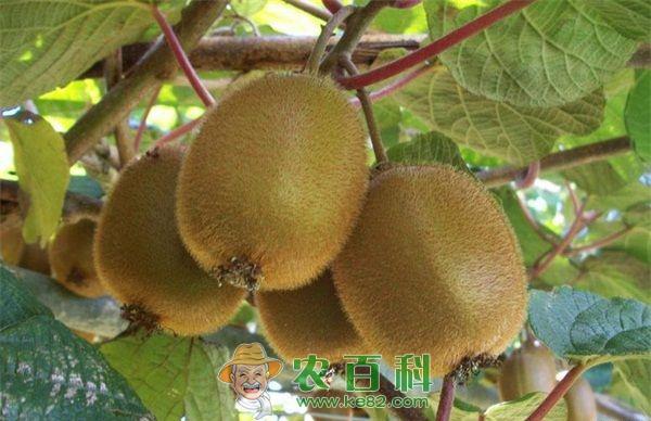 新西兰奇异果在华销量将翻一番