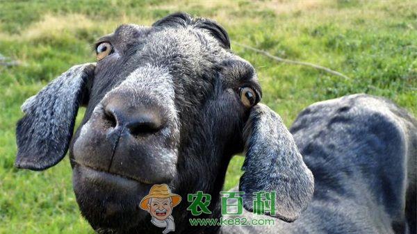 上林黑山羊养殖促致富 上林黑山羊养殖促致富