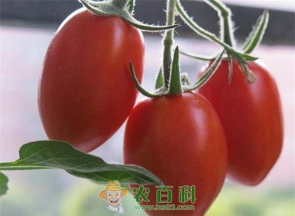 圣女果干的做法