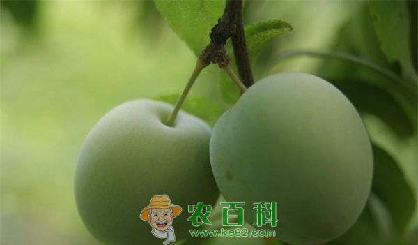 青梅种植的整形修剪