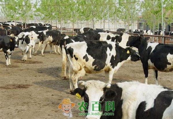 奶牛管理进入信息化时代 土客网网 奶牛管理进入信息化时代