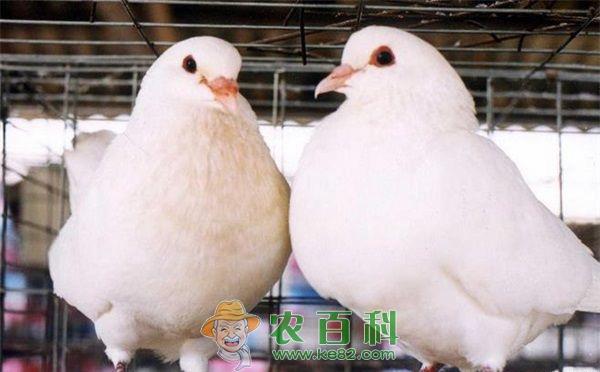 肉鸽 鄂西北肉鸽养殖基地落户枣阳