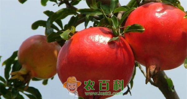 允岭千亩石榴愁销路