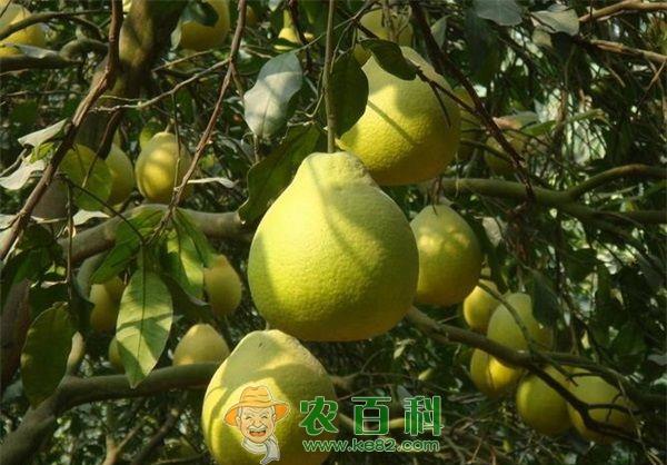 柚子 柚子的地窖贮藏技术