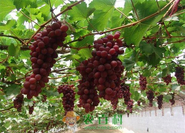 盆栽葡萄种植技术