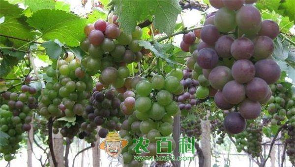 葡萄定植营养袋苗的注意要点