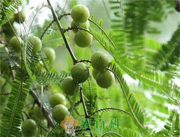 橄榄木虱、粉虱的综合防治