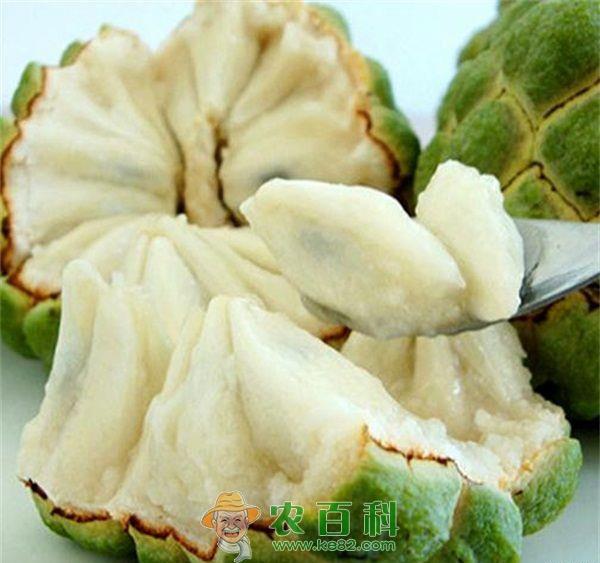 番荔枝 番荔枝的肥水管理