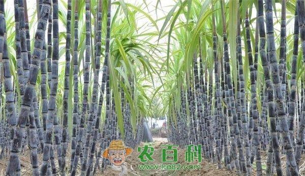 甘蔗病虫害防治 甘蔗病虫害防治有新招