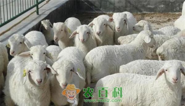 小尾寒羊养殖技术 小尾寒羊养殖技术