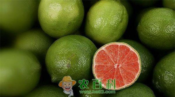 柠檬 柠檬专家话夏季管理