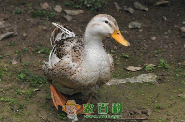 种鸭自然交配技术