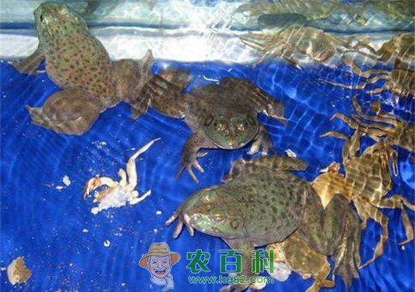 蝌蚪和牛蛙疾病的预防技术