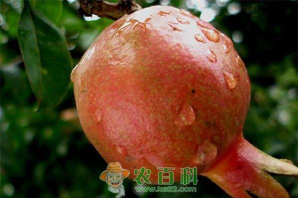 石榴 石榴贮藏如何保鲜防腐