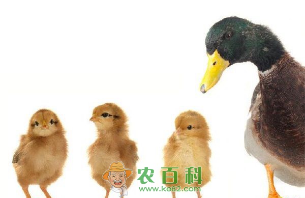 蛋鸭养殖--土客网网 蛋鸭养殖的注意事项