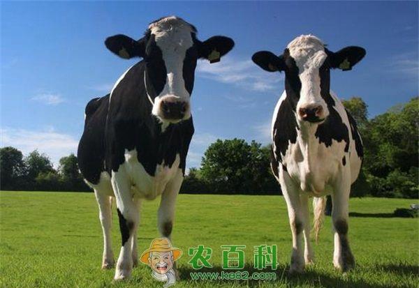 奶牛寄生虫病的防治