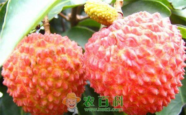 荔枝长时间保鲜的方法