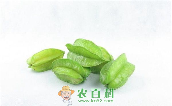 如何防治杨桃的红蜘蛛