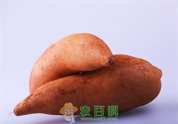 雪莲果的营养价值