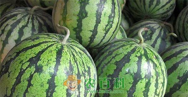 西瓜种植技术 西瓜种植技术之病虫害的农业防治