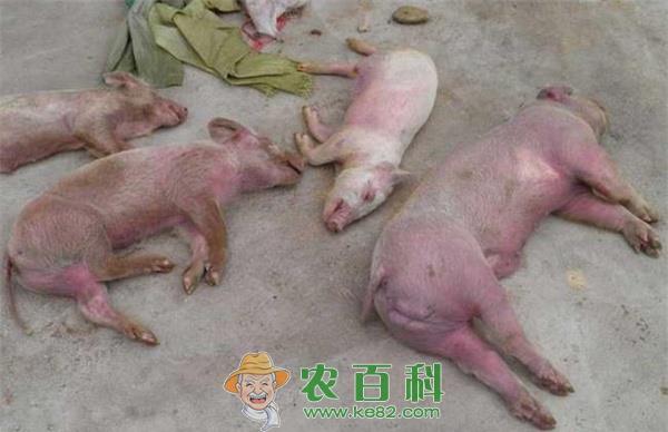 养猪场常见饲料中毒防治措施