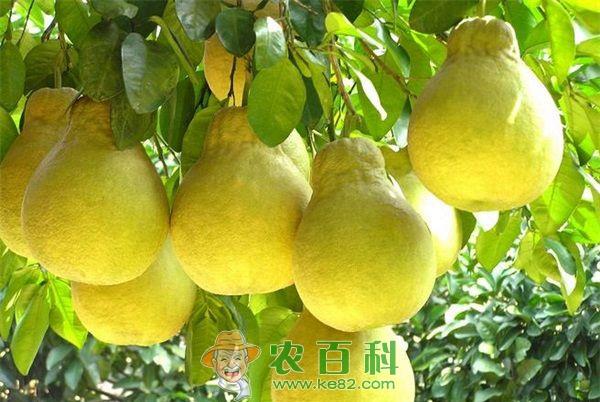 柚子 靠拢电商柚子身价倍增