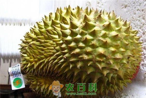 榴莲壳的吃法技巧 土客网网 榴莲壳的吃法技巧