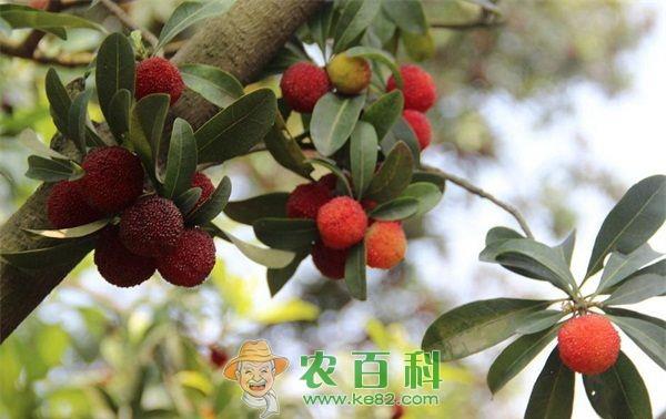 杨梅嫁接有诀窍