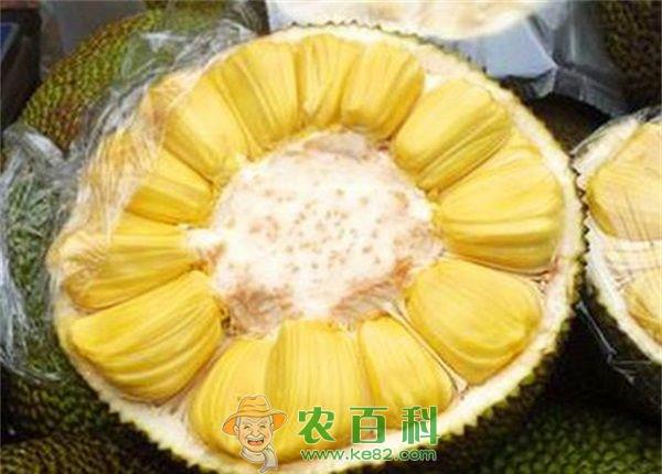 唇齿留香菠萝蜜 土客网网 唇齿留香菠萝蜜