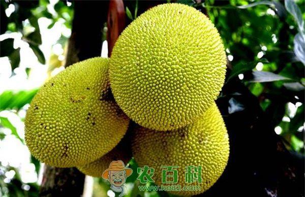 唇齿留香菠萝蜜 土客网网 唇齿留香菠萝蜜