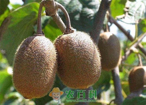 蒲江县猕猴桃杂柑走向欧洲市场