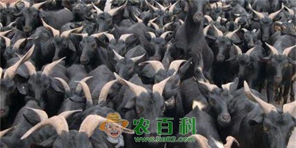 怎样管理产后母黑山羊