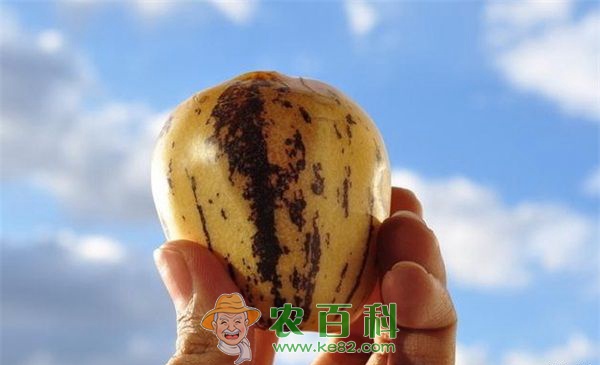 人参果如何储存