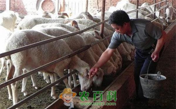 小尾寒羊养殖技术 小尾寒羊养殖技术